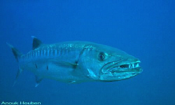 Great barracuda, Sphyraena barracuda. Picture taken close... by Anouk Houben 